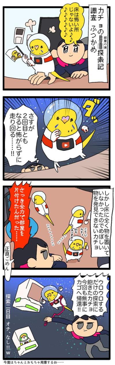 インコのカチョ、未開の地「床」を大冒険！飼い主ハラハラ【鳥マンガ #127】（サムネイル画像5）
