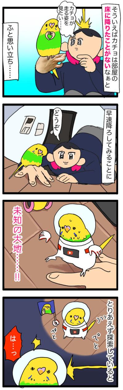 インコのカチョ、未開の地「床」を大冒険！飼い主ハラハラ【鳥マンガ #127】（サムネイル画像3）