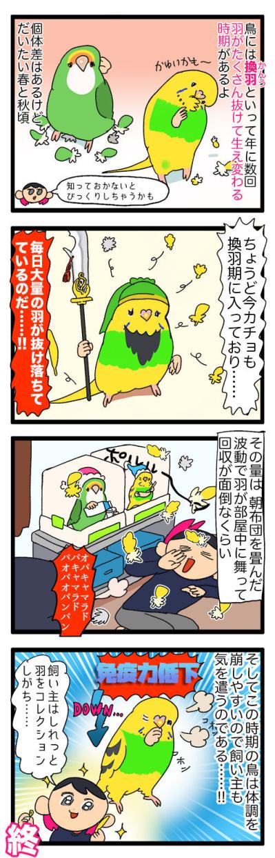 愛しいけど大変すぎる…換羽期と放鳥タイムのリアルな攻防戦【鳥マンガ #130】（サムネイル画像4）