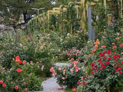 入場料無料で絶景が楽しめる！秋におすすめの【バラ園】2選（サムネイル画像11）