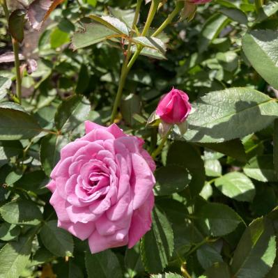 入場料無料で絶景が楽しめる！秋におすすめの【バラ園】2選（サムネイル画像10）