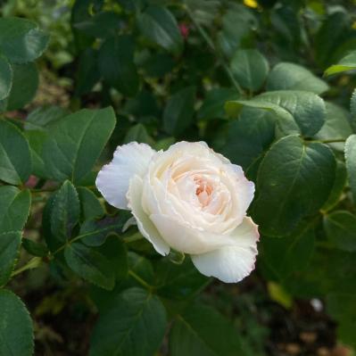 入場料無料で絶景が楽しめる！秋におすすめの【バラ園】2選（サムネイル画像7）