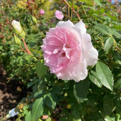 入場料無料で絶景が楽しめる！秋におすすめの【バラ園】2選（サムネイル画像9）