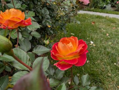 入場料無料で絶景が楽しめる！秋におすすめの【バラ園】2選（サムネイル画像15）