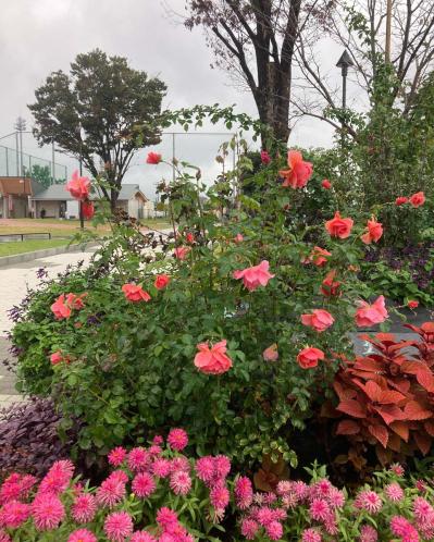 入場料無料で絶景が楽しめる！秋におすすめの【バラ園】2選（サムネイル画像4）