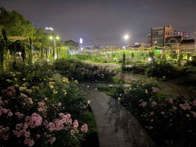 入場料無料で絶景が楽しめる！秋におすすめの【バラ園】2選（サムネイル画像12）