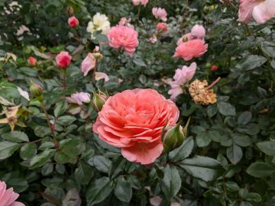 入場料無料で絶景が楽しめる！秋におすすめの【バラ園】2選（サムネイル画像13）