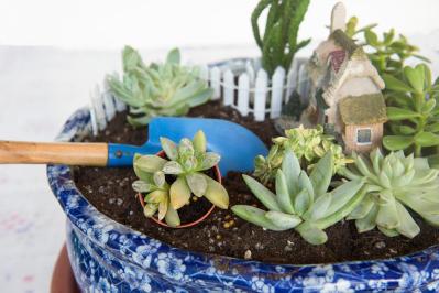 秋は最適シーズン！多肉植物のふやし方と仕立て直しのコツ（サムネイル画像21）