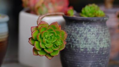 秋は最適シーズン！多肉植物のふやし方と仕立て直しのコツ（サムネイル画像15）