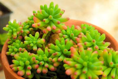 秋は最適シーズン！多肉植物のふやし方と仕立て直しのコツ（サムネイル画像11）