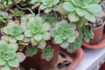 秋は最適シーズン！多肉植物のふやし方と仕立て直しのコツ（サムネイル画像2）