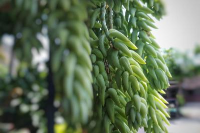 秋は最適シーズン！多肉植物のふやし方と仕立て直しのコツ（サムネイル画像18）