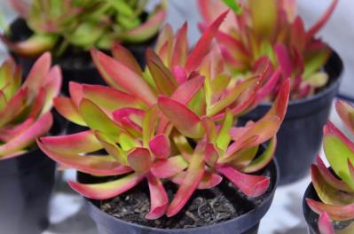 秋は最適シーズン！多肉植物のふやし方と仕立て直しのコツ（サムネイル画像13）