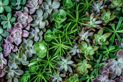 秋は最適シーズン！多肉植物のふやし方と仕立て直しのコツ（サムネイル画像19）