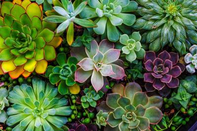 秋は最適シーズン！多肉植物のふやし方と仕立て直しのコツ（サムネイル画像14）