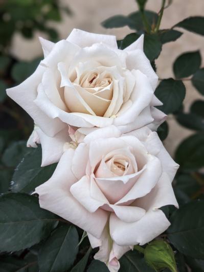 10月中旬から花の見頃を迎える【関東の絶景バラ園】2選｜バラのプロがおすすめ（サムネイル画像12）