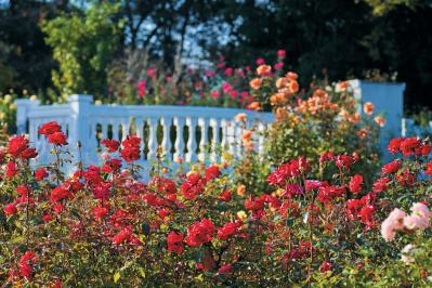 10月中旬から花の見頃を迎える【関東の絶景バラ園】2選｜バラのプロがおすすめ（サムネイル画像9）