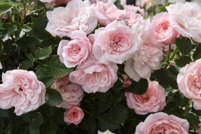 バラをきれいに育てる意外なポイント！初心者向け【ボリューム管理】とは？（サムネイル画像3）