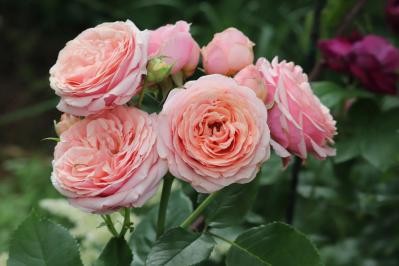 バラをきれいに育てる意外なポイント！初心者向け【ボリューム管理】とは？（サムネイル画像6）