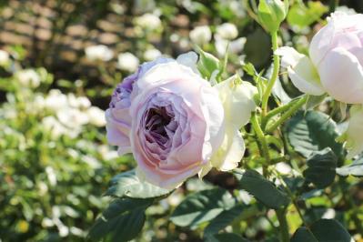 咲き誇る秋バラが圧巻！ 中部エリアの【バラ園】2選。ローズスタイリスト・大野耕生さん監修のスポットも紹介（サムネイル画像11）