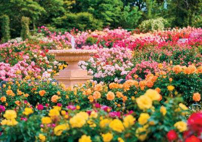 10月中旬から花の見頃を迎える【関東の絶景バラ園】2選｜バラのプロがおすすめ（サムネイル画像10）