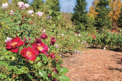 咲き誇る秋バラが圧巻！ 中部エリアの【バラ園】2選。ローズスタイリスト・大野耕生さん監修のスポットも紹介（サムネイル画像10）