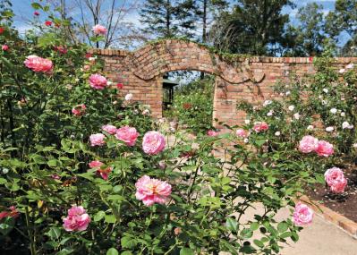 咲き誇る秋バラが圧巻！ 中部エリアの【バラ園】2選。ローズスタイリスト・大野耕生さん監修のスポットも紹介（サムネイル画像8）