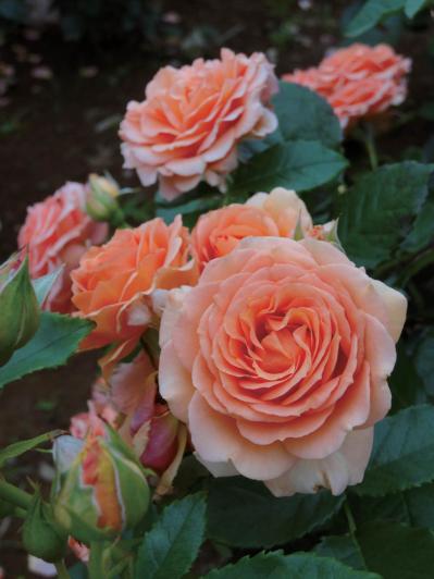 10月中旬から花の見頃を迎える【関東の絶景バラ園】2選｜バラのプロがおすすめ（サムネイル画像11）