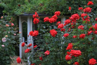 10月中旬から花の見頃を迎える【関東の絶景バラ園】2選｜バラのプロがおすすめ（サムネイル画像4）