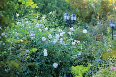 10月中旬から花の見頃を迎える【関東の絶景バラ園】2選｜バラのプロがおすすめ（サムネイル画像3）