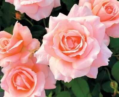 秋の絶景スポット！「ひらかたパーク」＆「ハウステンボス」で楽しむおすすめバラ園巡り（サムネイル画像8）