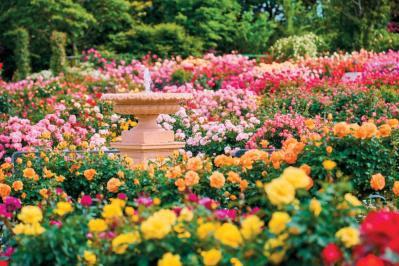 10月中旬から花の見頃を迎える【関東の絶景バラ園】2選｜バラのプロがおすすめ