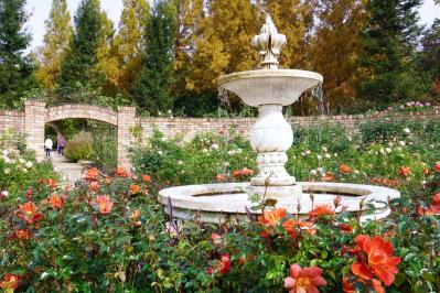 咲き誇る秋バラが圧巻！ 中部エリアの【バラ園】2選。ローズスタイリスト・大野耕生さん監修のスポットも紹介（サムネイル画像7）