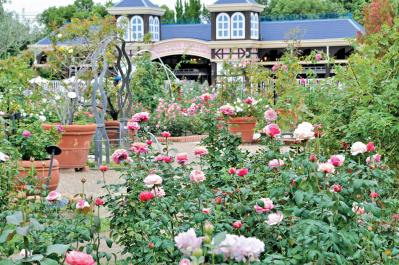 秋の絶景スポット！「ひらかたパーク」＆「ハウステンボス」で楽しむおすすめバラ園巡り（サムネイル画像3）