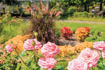 咲き誇る秋バラが圧巻！ 中部エリアの【バラ園】2選。ローズスタイリスト・大野耕生さん監修のスポットも紹介（サムネイル画像4）