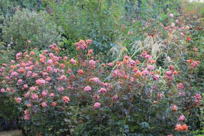 10月中旬から花の見頃を迎える【関東の絶景バラ園】2選｜バラのプロがおすすめ（サムネイル画像5）