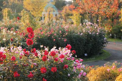 10月中旬から花の見頃を迎える【関東の絶景バラ園】2選｜バラのプロがおすすめ（サムネイル画像8）