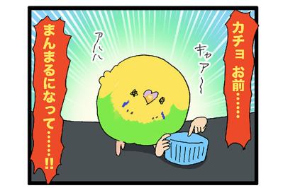 スマホ占拠にふくらみ姿も！インコ・カチョリエルのほっこり毎日【鳥マンガ #131】