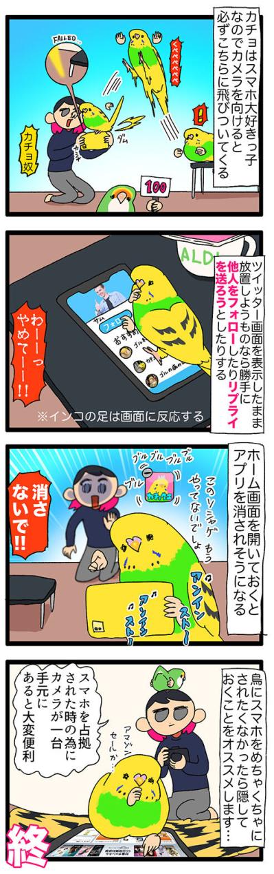 スマホ占拠にふくらみ姿も！インコ・カチョリエルのほっこり毎日【鳥マンガ #131】（サムネイル画像3）