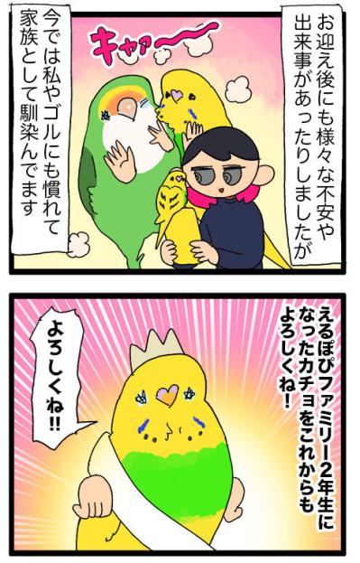 セキセイインコが引越し業者に！？カチョが毎日せっせと励んでいること【鳥マンガ #134】（サムネイル画像8）