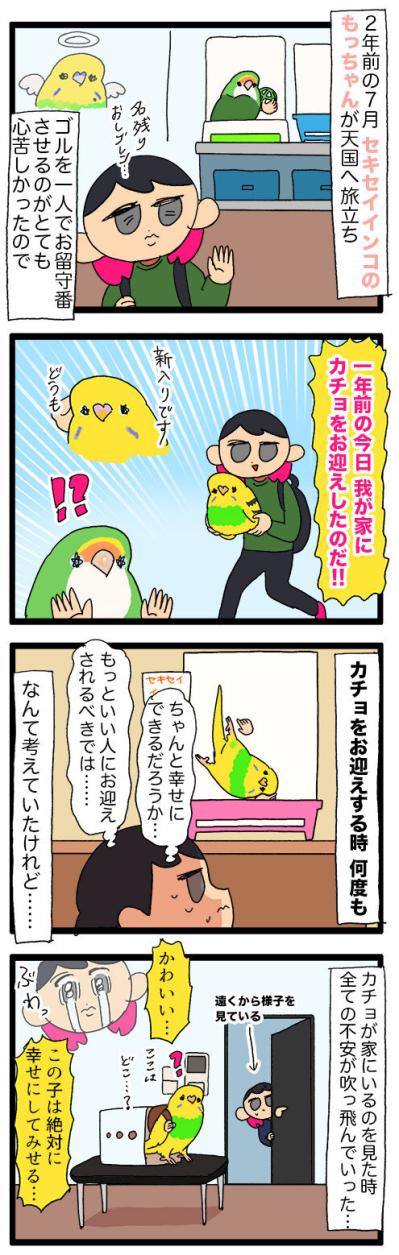 セキセイインコが引越し業者に！？カチョが毎日せっせと励んでいること【鳥マンガ #134】（サムネイル画像7）