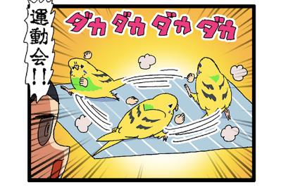 みかんも野菜も挑戦！インコ・カチョリエルの食事事情【鳥マンガ #133】