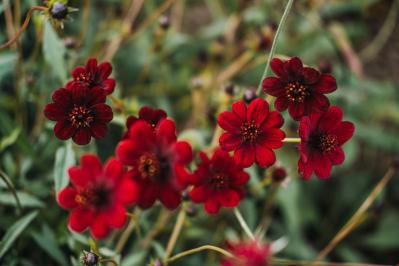 初心者も育てやすい！玄関先が華やかになる秋の草花［8選］（サムネイル画像17）