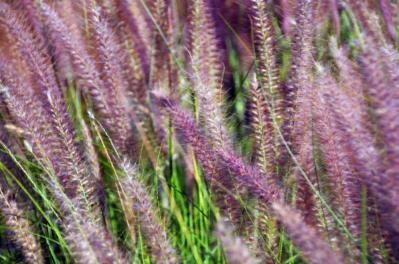 初心者も育てやすい！玄関先が華やかになる秋の草花［8選］（サムネイル画像11）