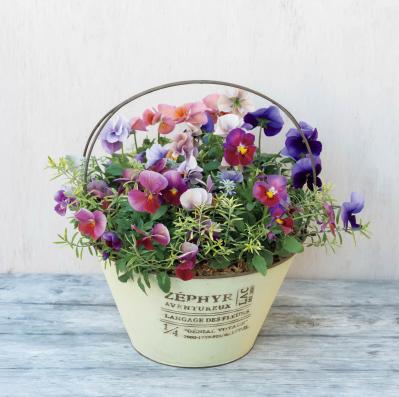 キュートな花かご風の【ビオラの寄せ植え】個性豊かな育種家ビオラで庭を彩る（サムネイル画像2）