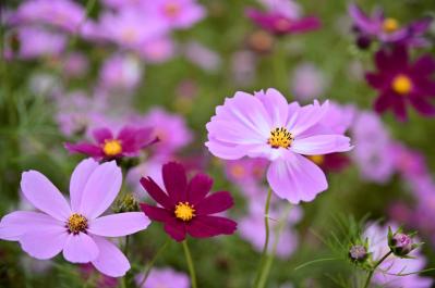 初心者も育てやすい！玄関先が華やかになる秋の草花［8選］（サムネイル画像16）