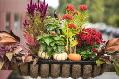 初心者も育てやすい！玄関先が華やかになる秋の草花［8選］（サムネイル画像2）