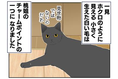 【マンガ・老猫日誌＃29】年をとってもかわらないもの…19歳の元保護猫・桃姐