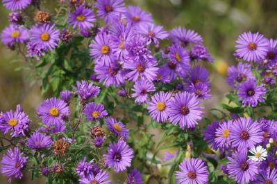 初心者も育てやすい！玄関先が華やかになる秋の草花［8選］（サムネイル画像8）