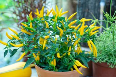 初心者も育てやすい！玄関先が華やかになる秋の草花［8選］（サムネイル画像15）